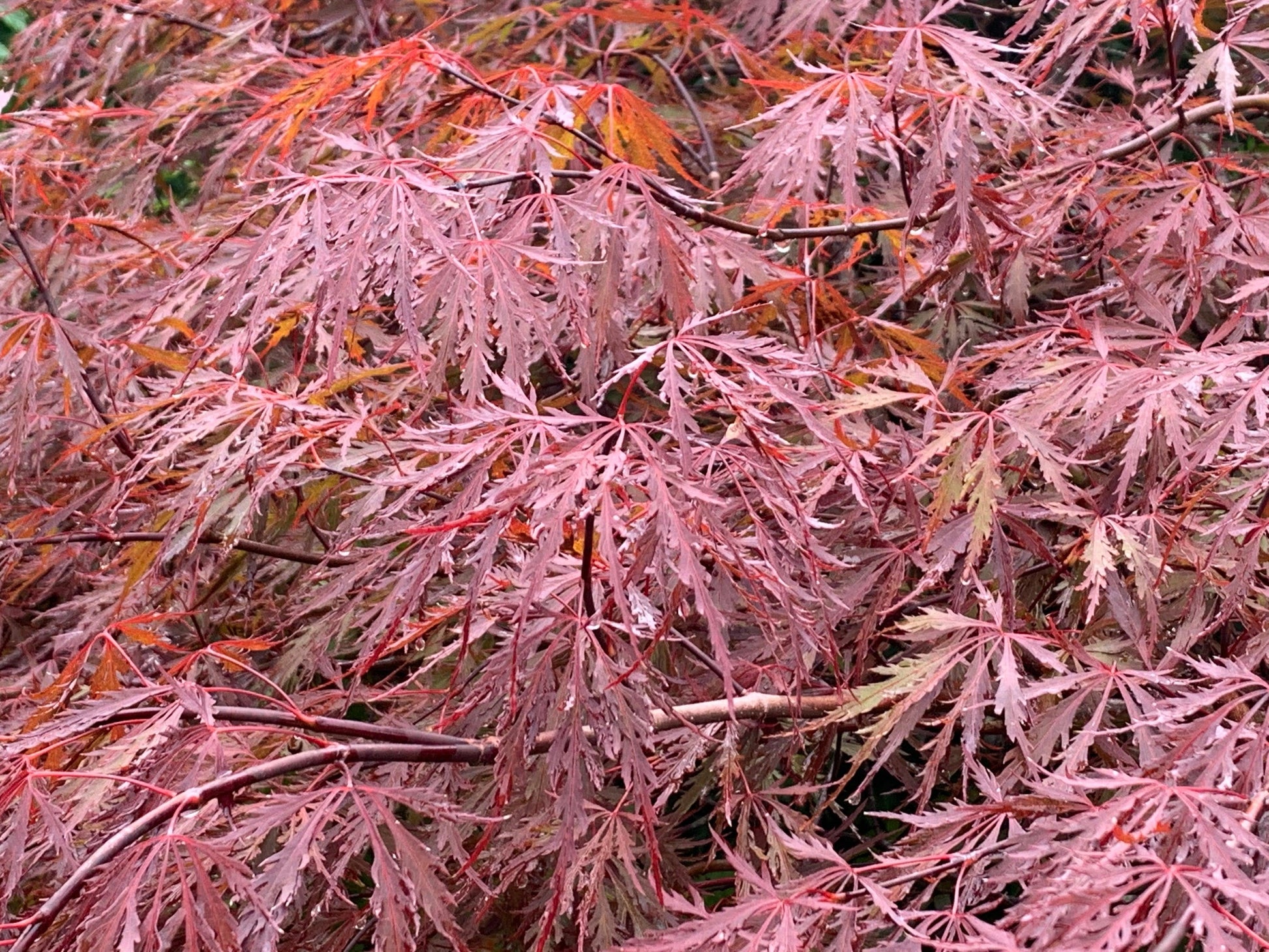 Acer Palmatum Dissectum Red Dragon - View 4 from www redcrocus com