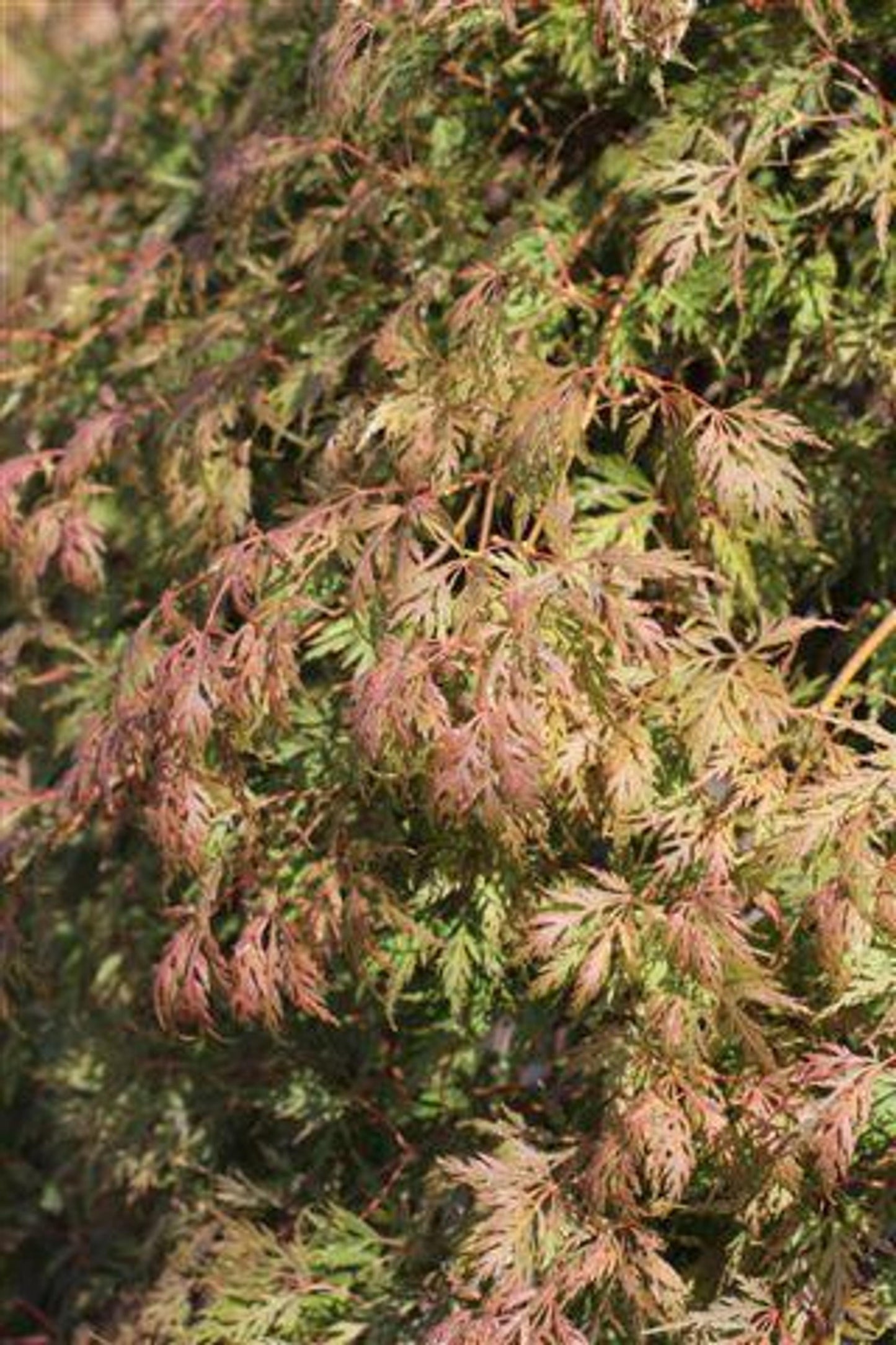 Acer Palmatum Dissectum Red Dragon - View 6 from www redcrocus com