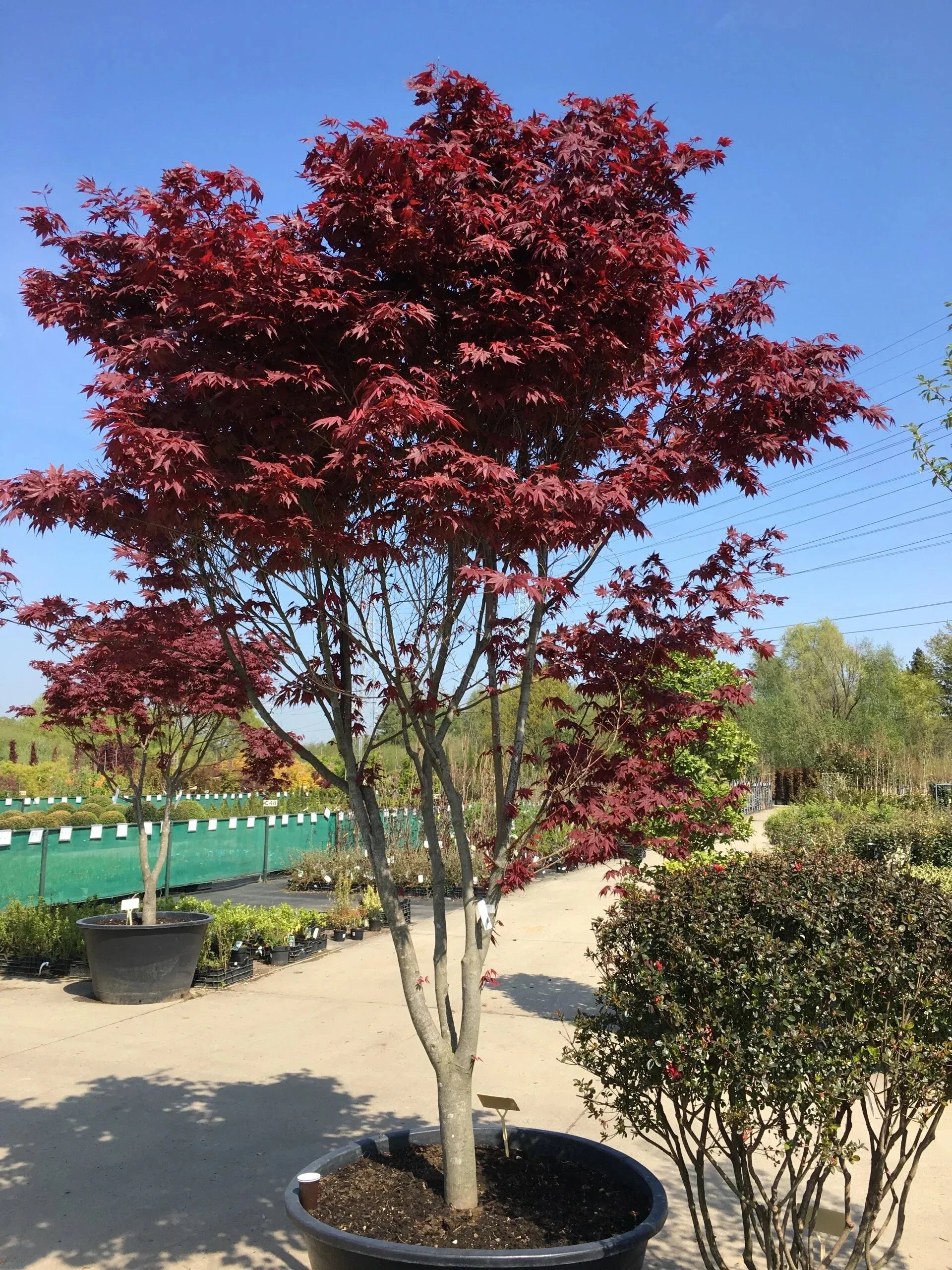 Acer Palmatum Emperor 1 - View 10 from www redcrocus com