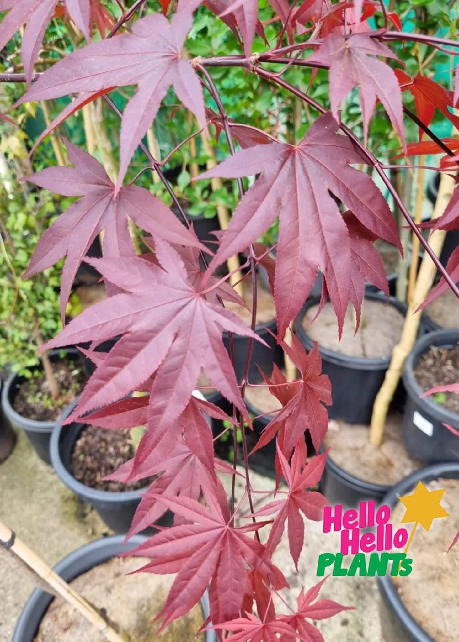 Acer Palmatum Emperor 1 - View 12 from www redcrocus com