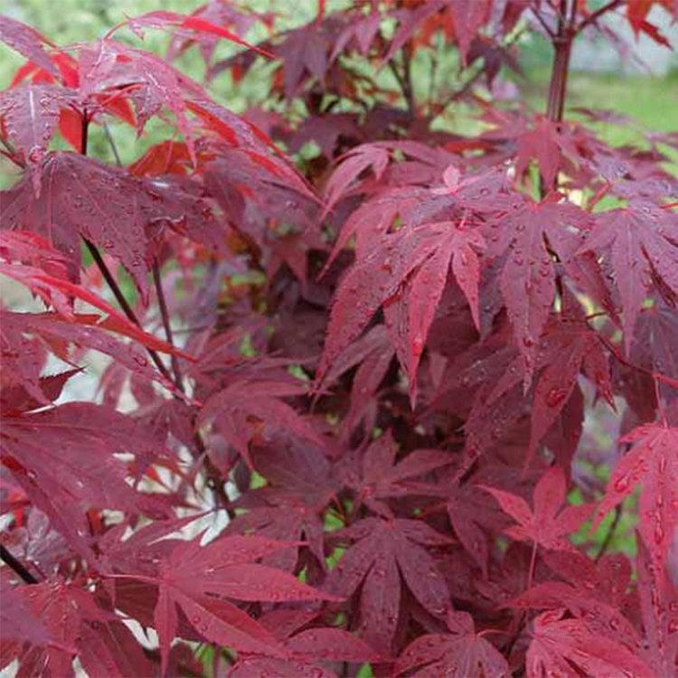 Acer Palmatum Emperor 1 - View 18 from www redcrocus com