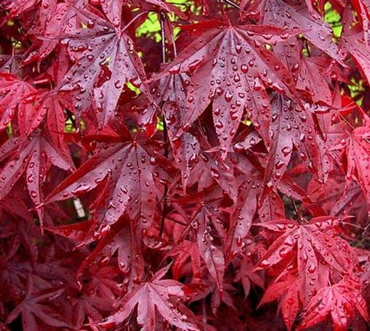 Acer Palmatum Emperor 1 - View 1 from www redcrocus com
