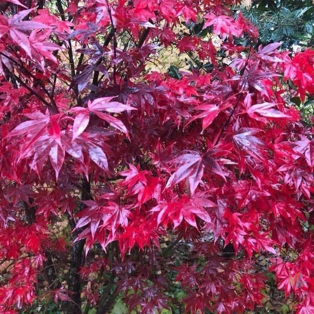 Acer Palmatum Emperor 1 - View 20 from www redcrocus com