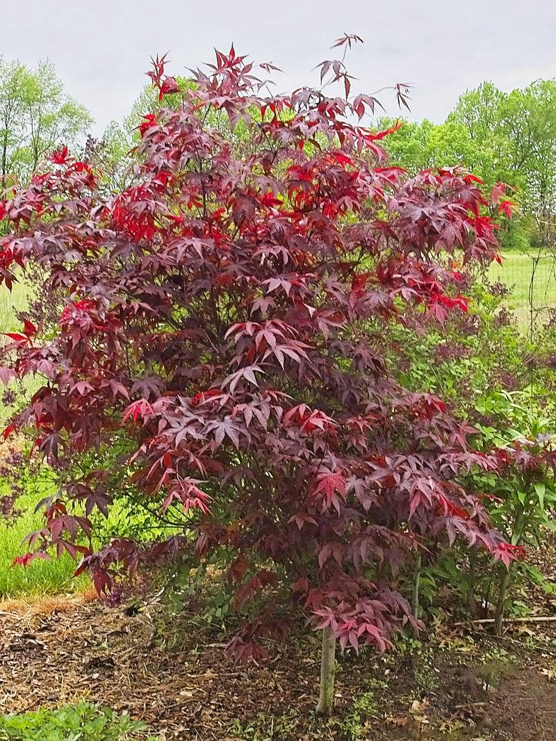 Acer Palmatum Emperor 1 - View 8 from www redcrocus com