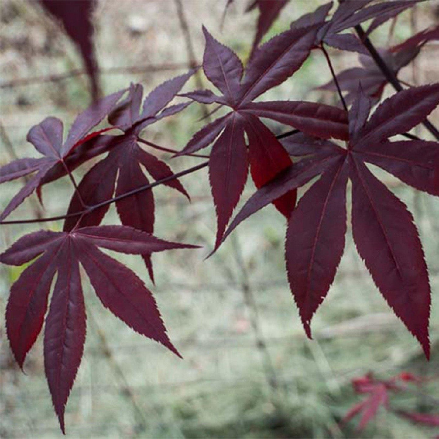 Acer Palmatum Emperor 1 - View 9 from www redcrocus com