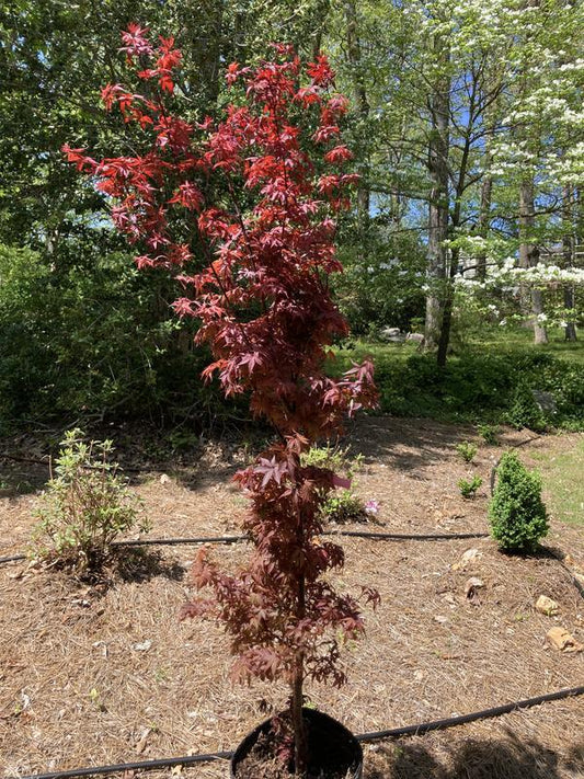 Acer Palmatum 'twombly's Red Sentinel' Wc - View 11 from www redcrocus com