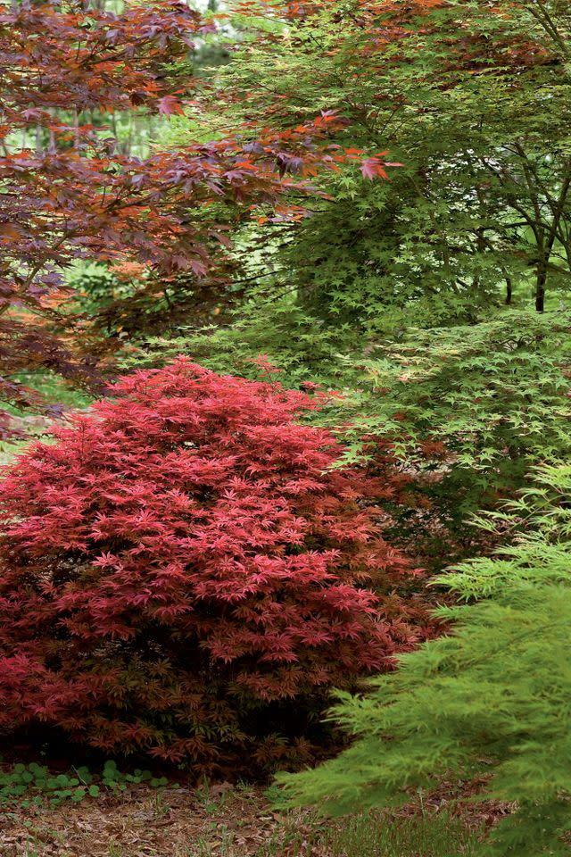 Acer Palmatum 'twombly's Red Sentinel' Wc - View 12 from www redcrocus com