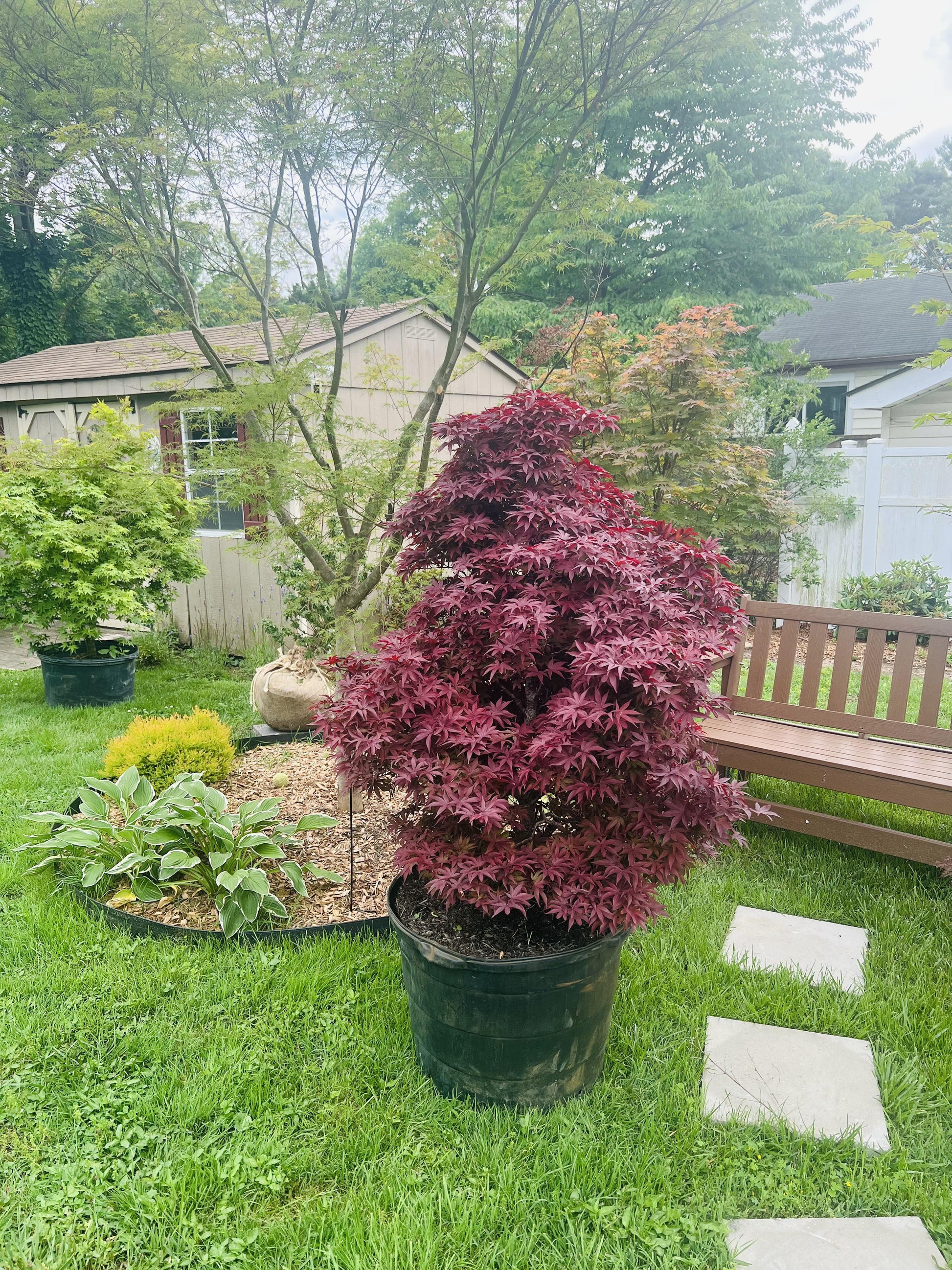 Acer Palmatum 'twombly's Red Sentinel' Wc - View 13 from www redcrocus com