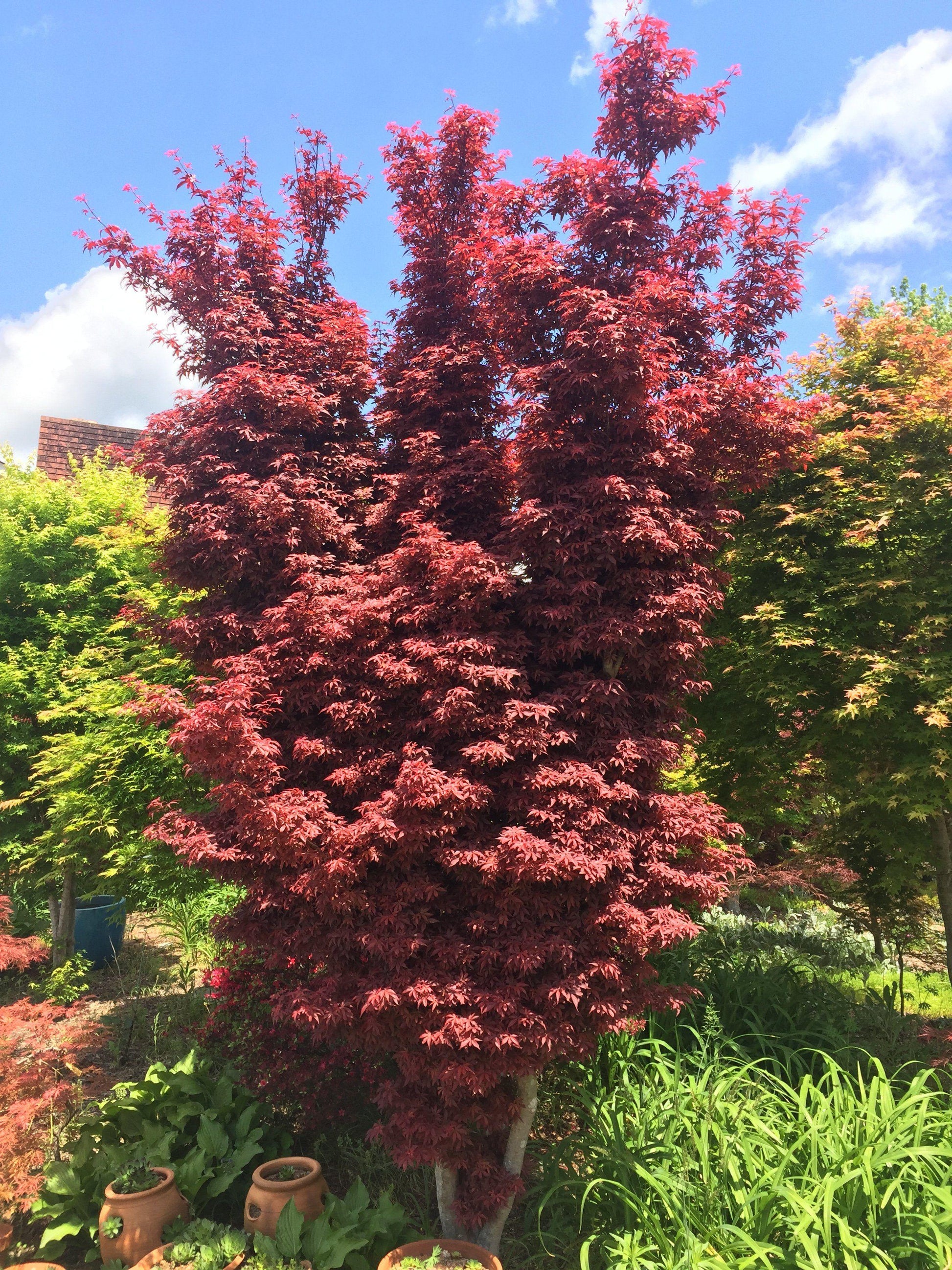 Acer Palmatum 'twombly's Red Sentinel' Wc - View 14 from www redcrocus com