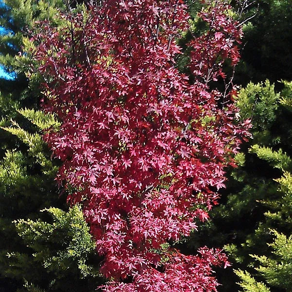 Acer Palmatum 'twombly's Red Sentinel' Wc - View 17 from www redcrocus com