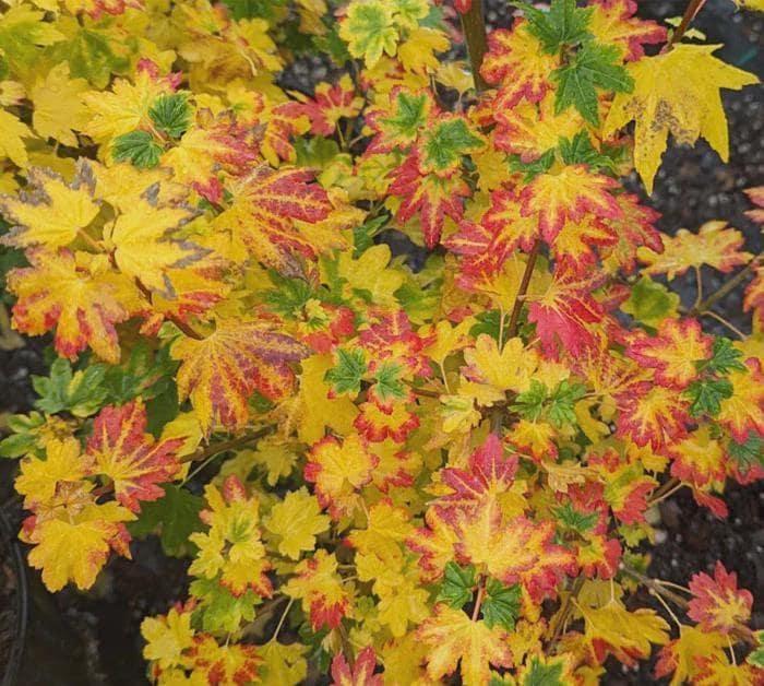 Acer Palmatum 'twombly's Red Sentinel' Wc - View 19 from www redcrocus com