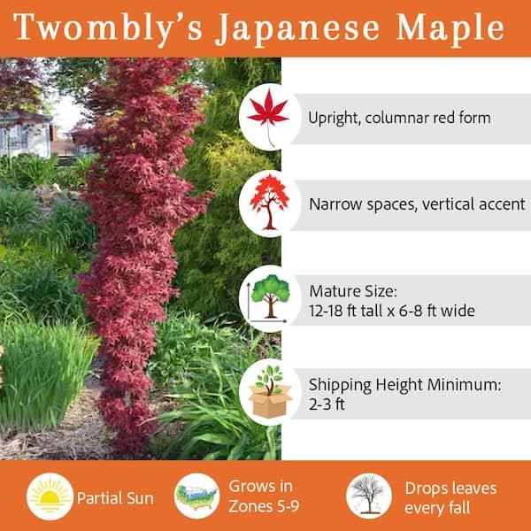 Acer Palmatum 'twombly's Red Sentinel' Wc - View 1 from www redcrocus com