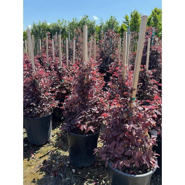 Acer Palmatum 'twombly's Red Sentinel' Wc - View 20 from www redcrocus com