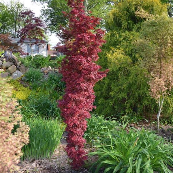 Acer Palmatum 'twombly's Red Sentinel' Wc - View 2 from www redcrocus com
