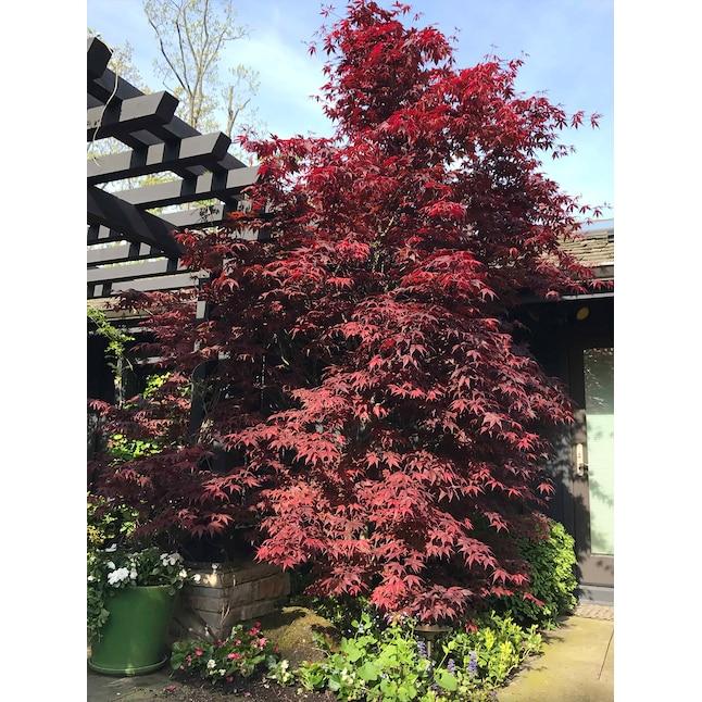 Acer Palmatum 'twombly's Red Sentinel' Wc - View 4 from www redcrocus com
