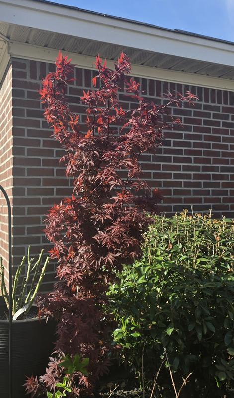 Acer Palmatum 'twombly's Red Sentinel' Wc - View 6 from www redcrocus com