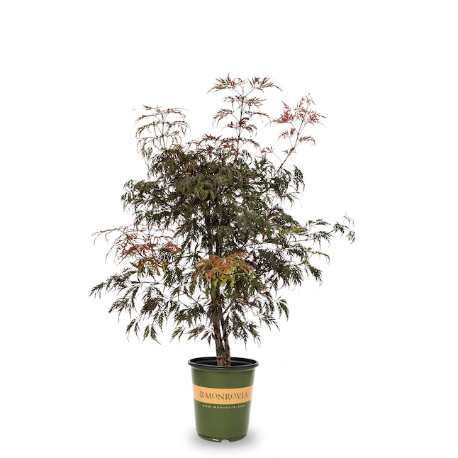 Acer Palmatum 'twombly's Red Sentinel' Wc - View 7 from www redcrocus com