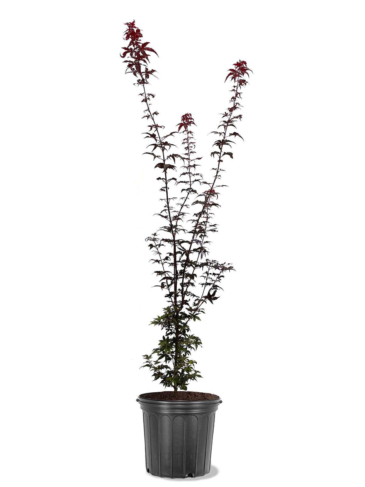 Acer Palmatum 'twombly's Red Sentinel' Wc - View 8 from www redcrocus com