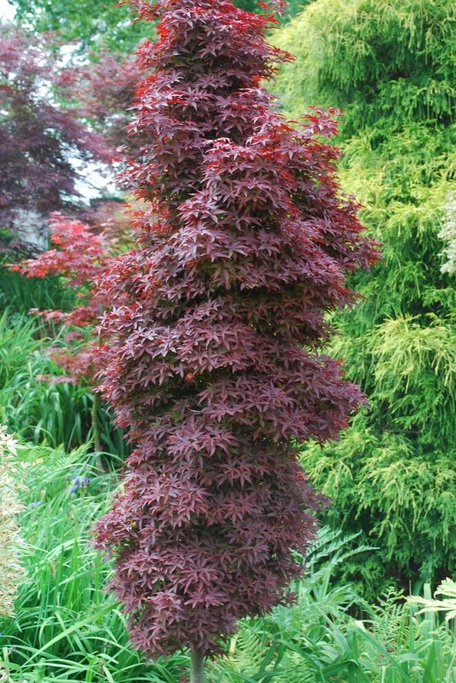 Acer Palmatum 'twombly's Red Sentinel' Wc - View 9 from www redcrocus com