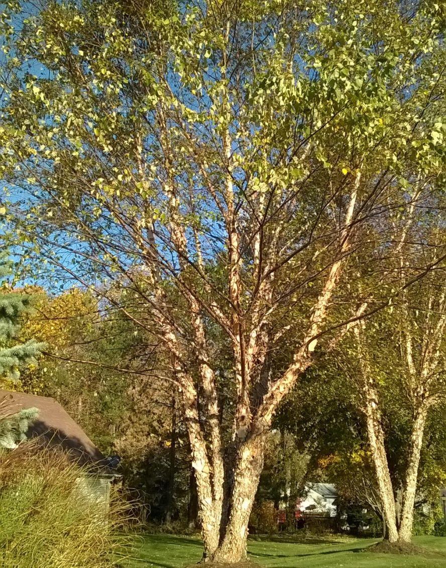 Betula Nigra Heritage Multi Stem - View 14 from www redcrocus com