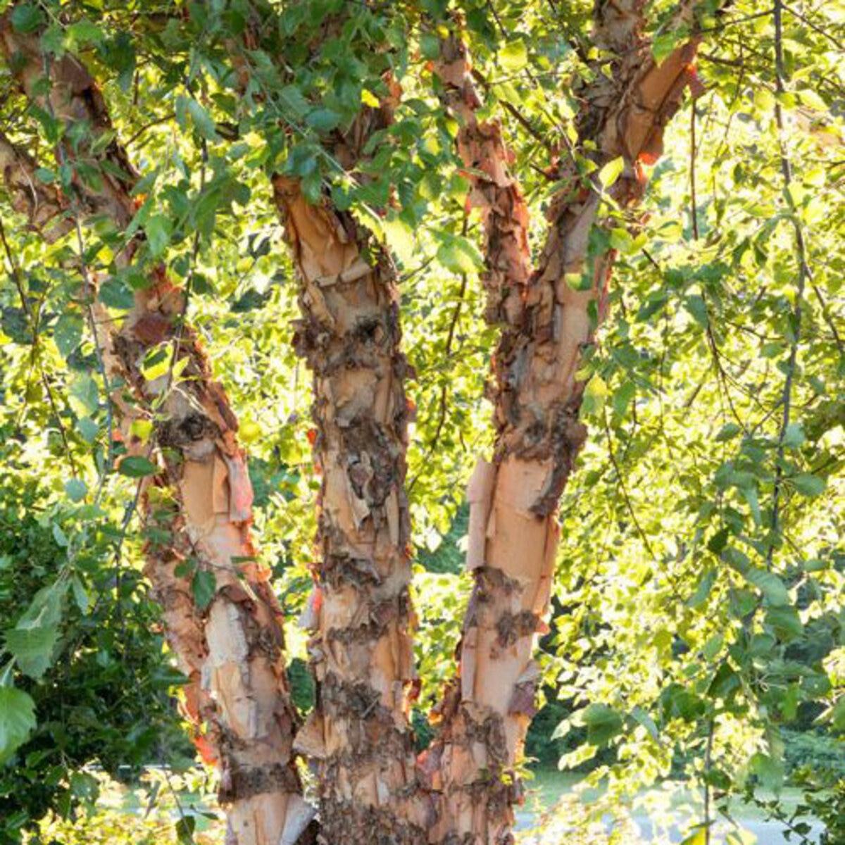Betula Nigra Heritage Multi Stem - View 1 from www redcrocus com