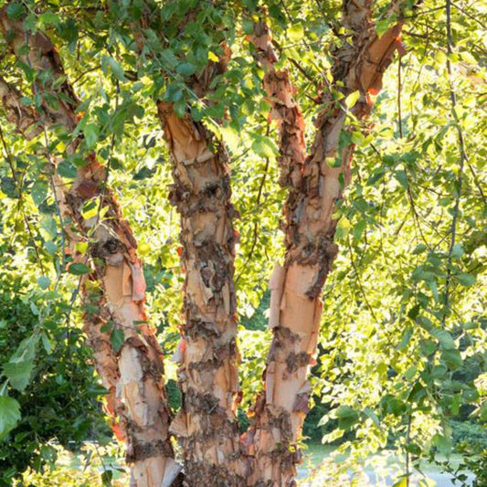 Betula Nigra Heritage Multi Stem - View 1 from www redcrocus com