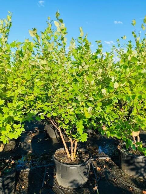 Betula Nigra Heritage Multi Stem - View 4 from www redcrocus com
