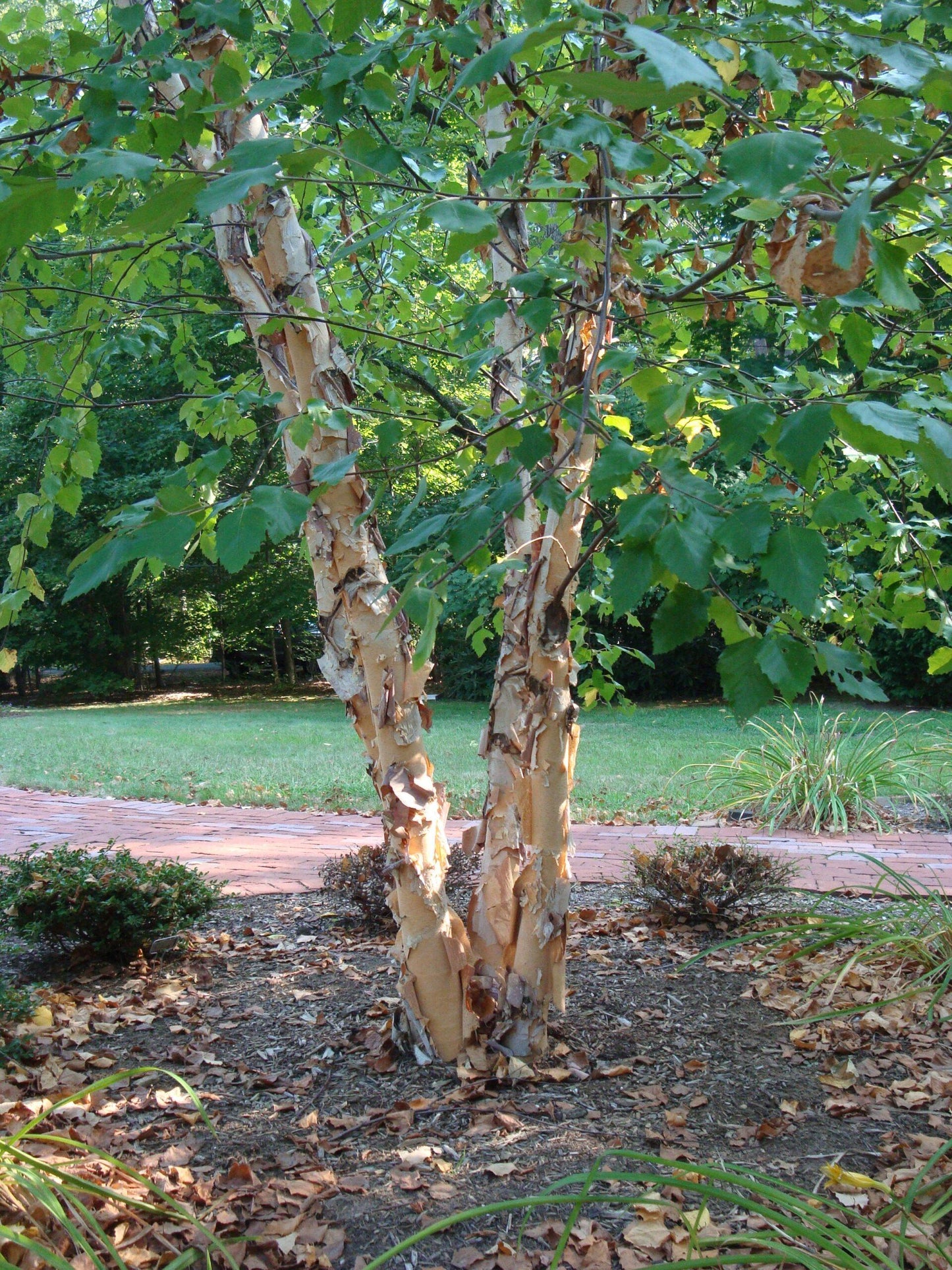 Betula Nigra Heritage Multi Stem - View 9 from www redcrocus com