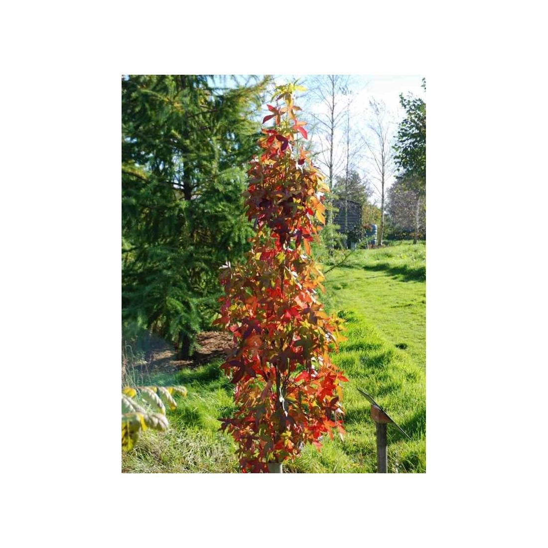Liquidambar Styraciflua Slender Silhouette Single Stem - View 11 from www redcrocus com