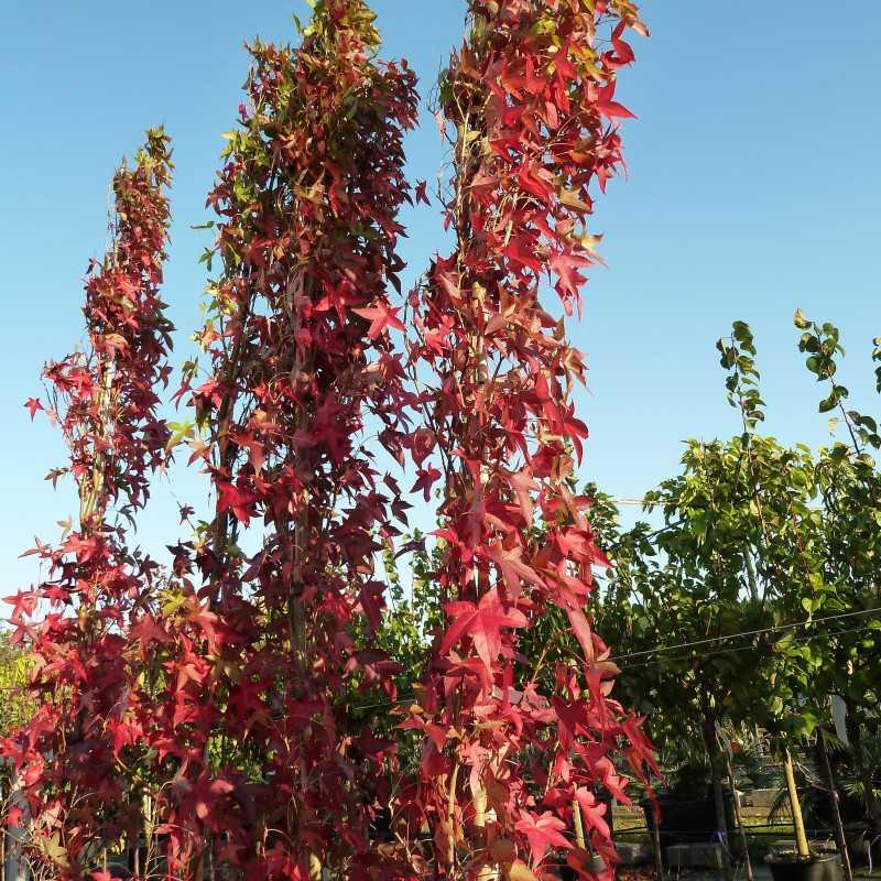 Liquidambar Styraciflua Slender Silhouette Single Stem - View 12 from www redcrocus com