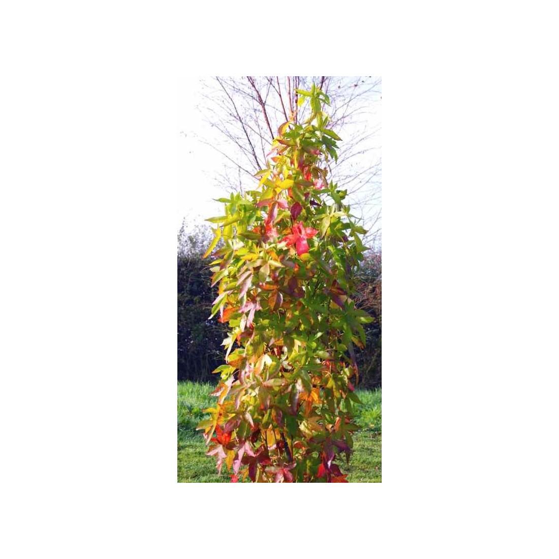 Liquidambar Styraciflua Slender Silhouette Single Stem - View 13 from www redcrocus com