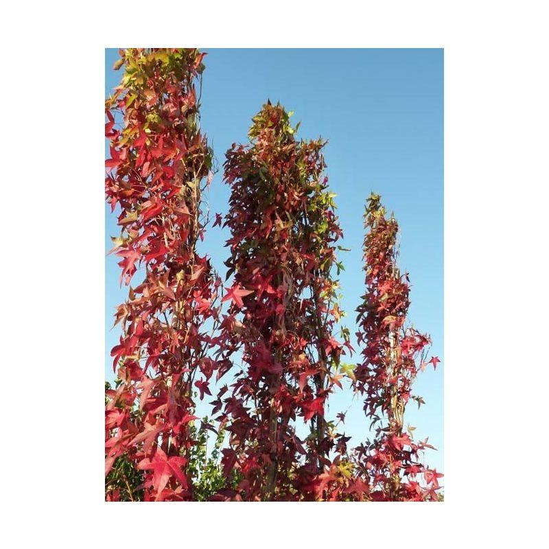 Liquidambar Styraciflua Slender Silhouette Single Stem - View 19 from www redcrocus com