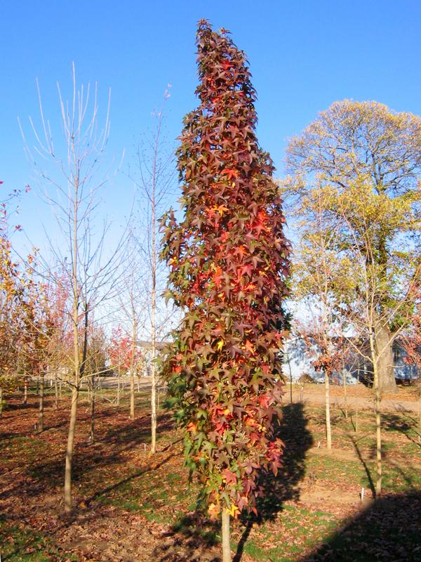 Liquidambar Styraciflua Slender Silhouette Single Stem - View 5 from www redcrocus com