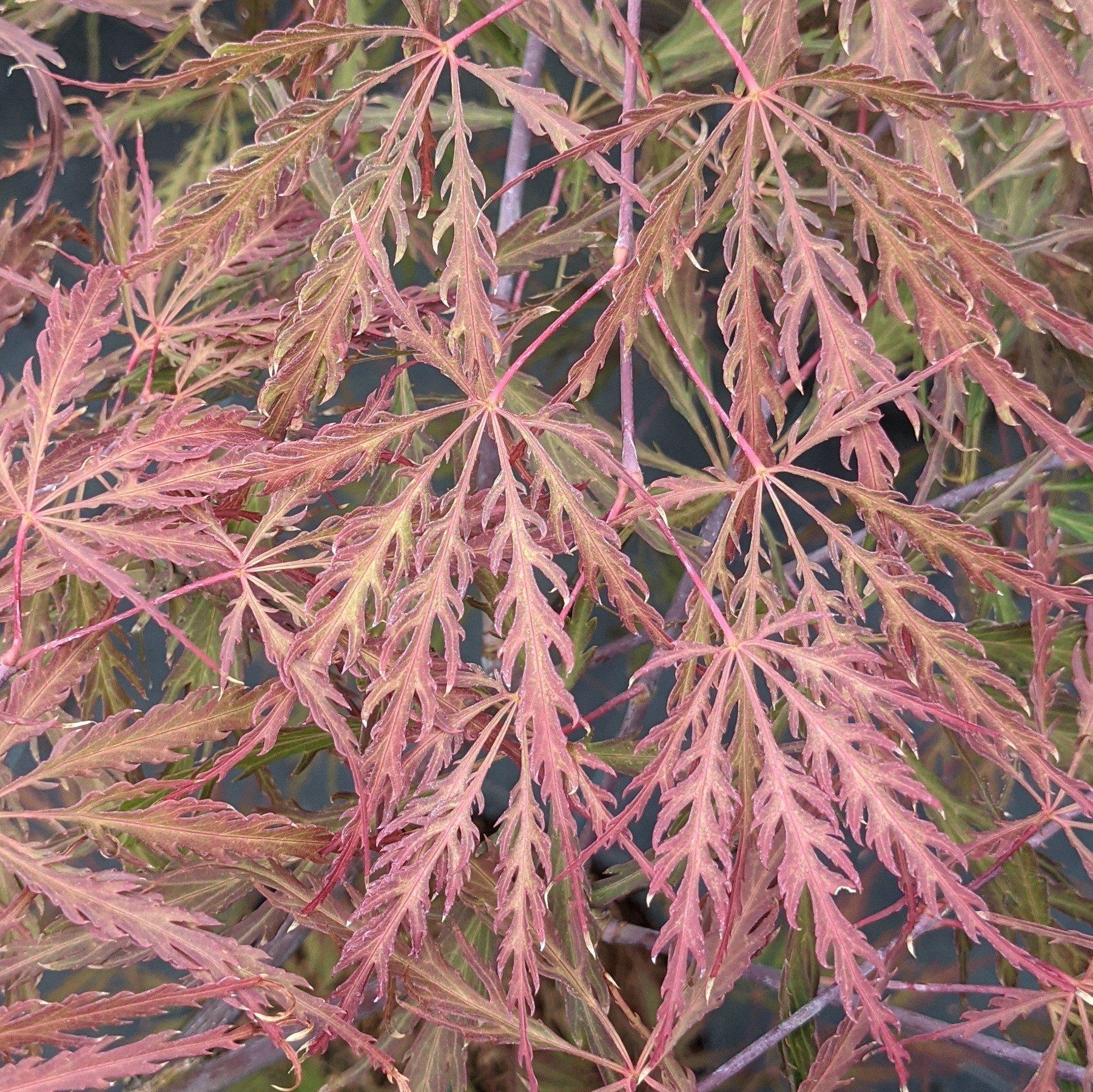 Acer Palmatum Dissectum Tamukeyama - View 11 from www redcrocus com