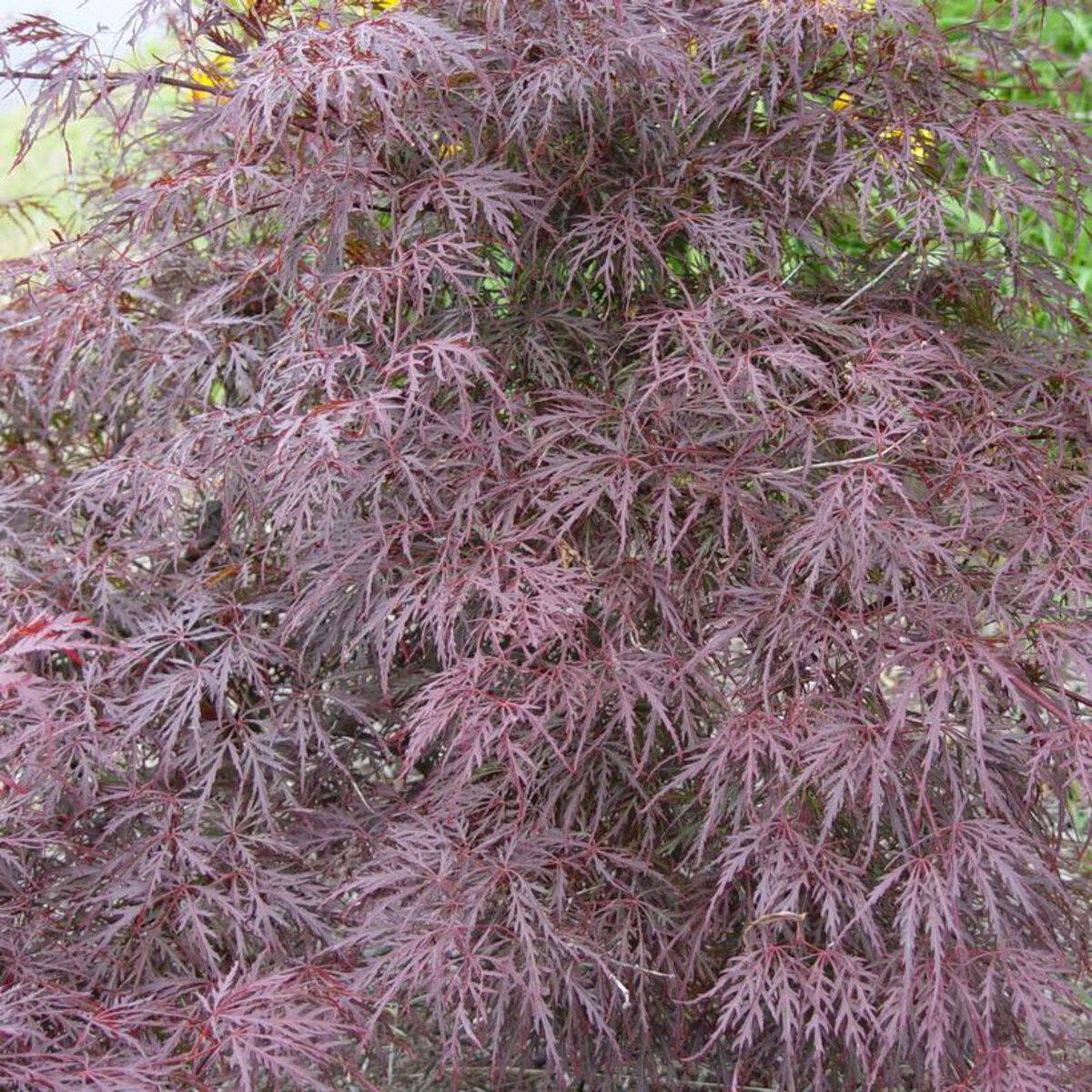 Acer Palmatum Dissectum Tamukeyama - View 14 from www redcrocus com