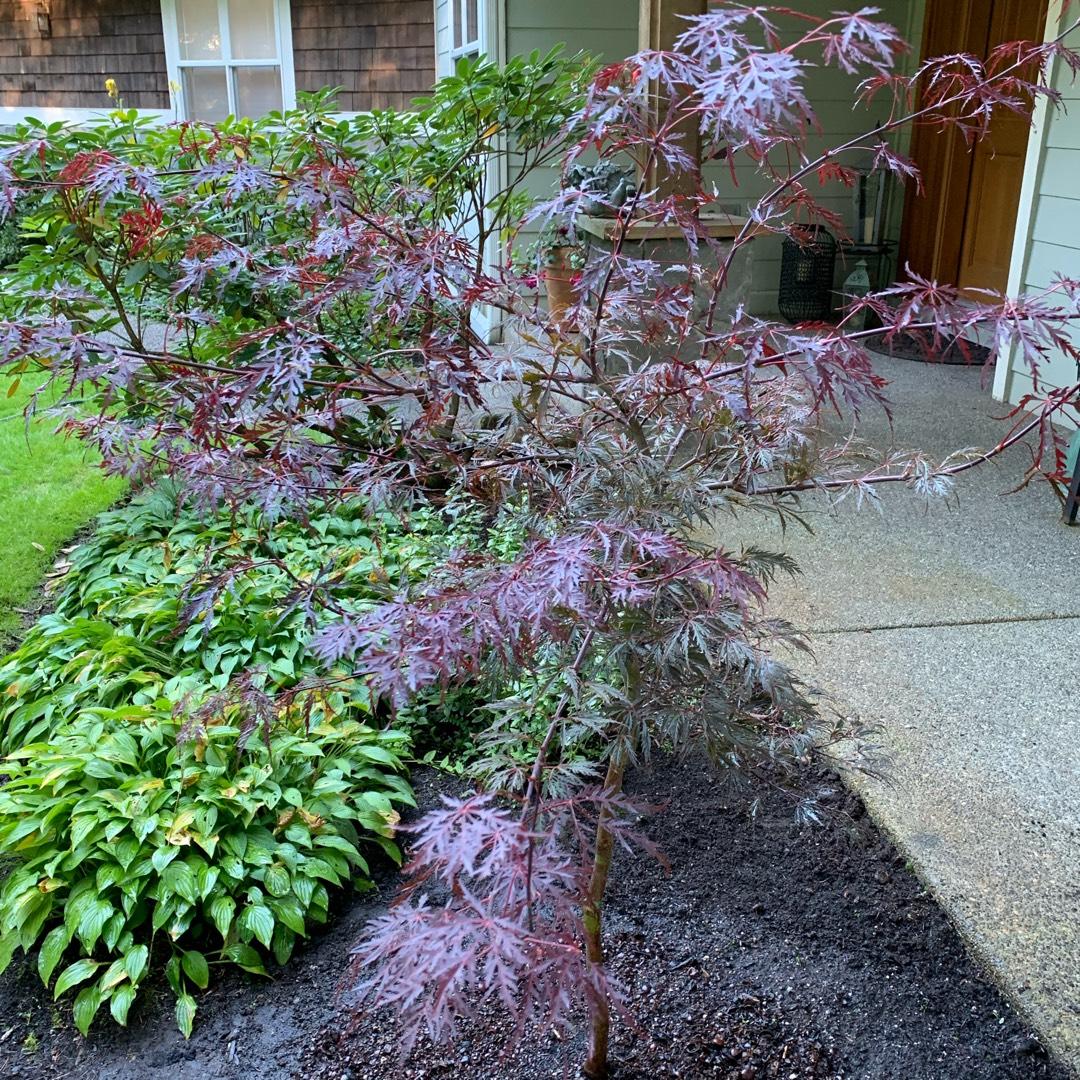 Acer Palmatum Dissectum Tamukeyama - View 15 from www redcrocus com