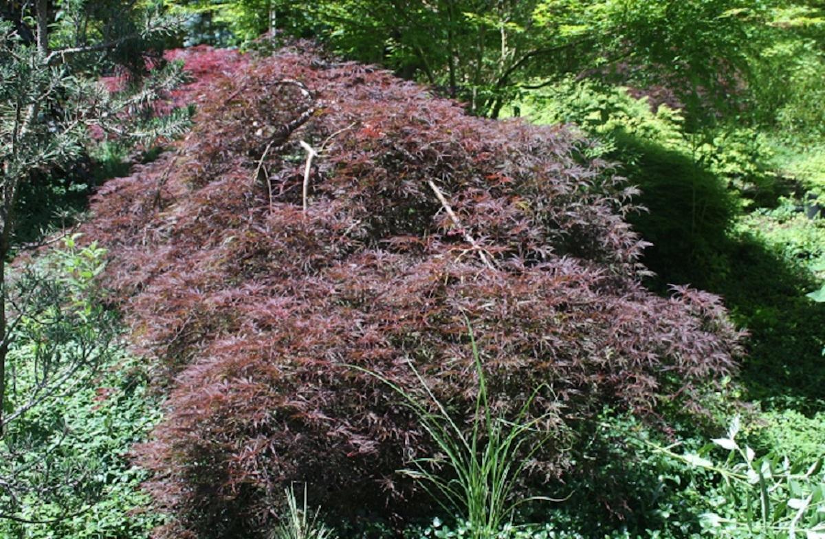 Acer Palmatum Dissectum Tamukeyama - View 17 from www redcrocus com