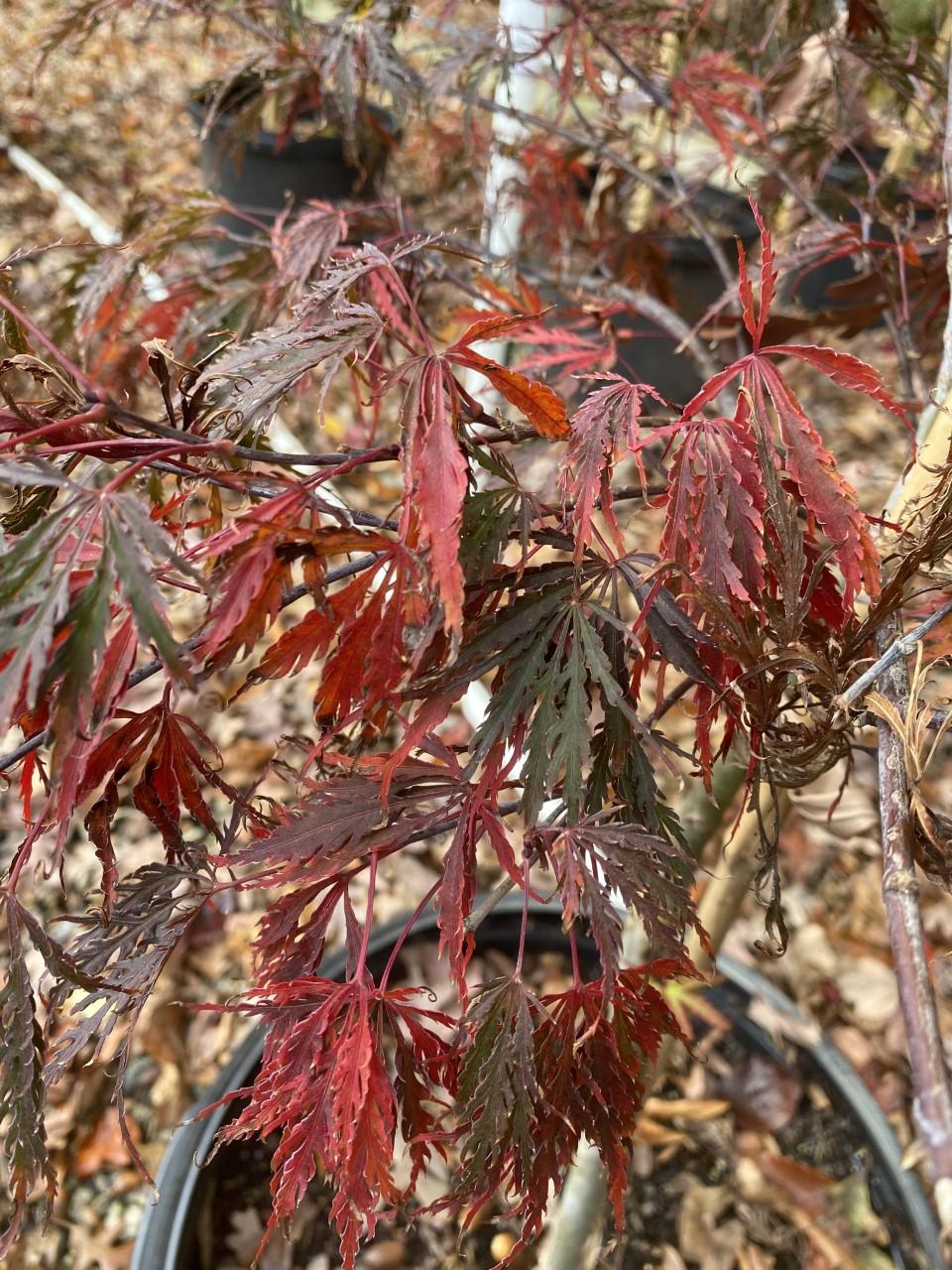 Acer Palmatum Dissectum Tamukeyama - View 18 from www redcrocus com