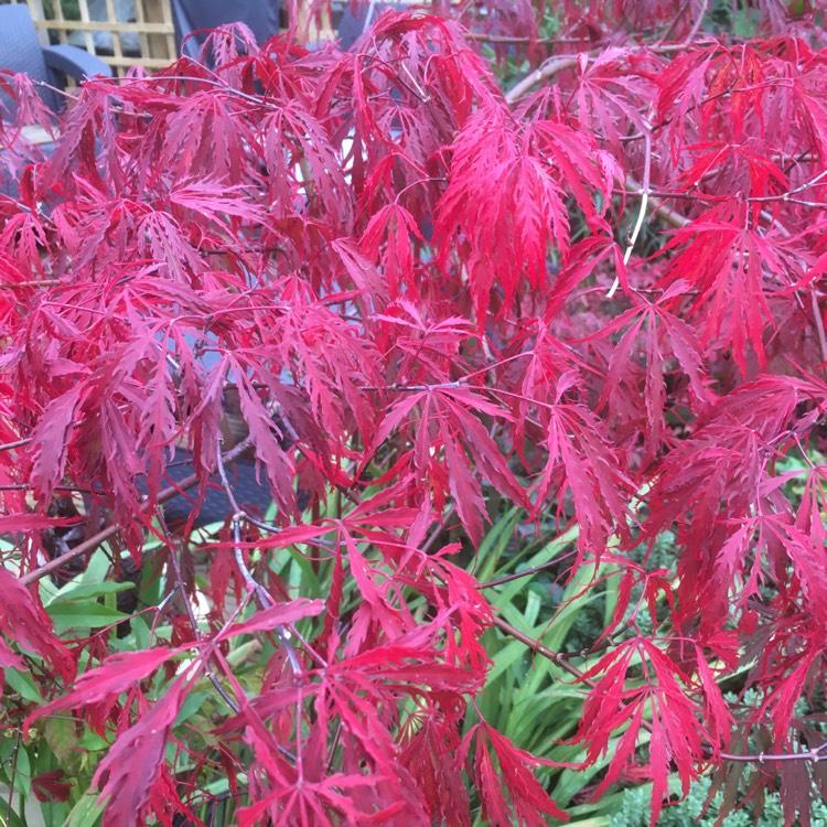 Acer Palmatum Dissectum Tamukeyama - View 20 from www redcrocus com
