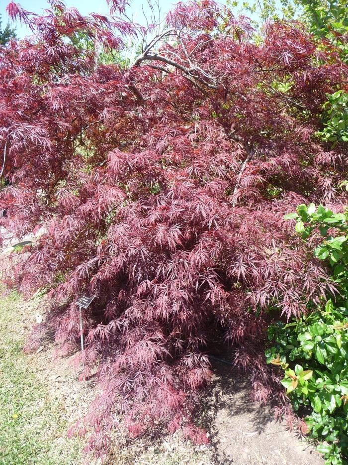 Acer Palmatum Dissectum Tamukeyama - View 5 from www redcrocus com