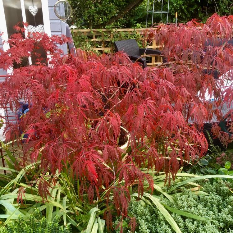 Acer Palmatum Dissectum Tamukeyama - View 8 from www redcrocus com