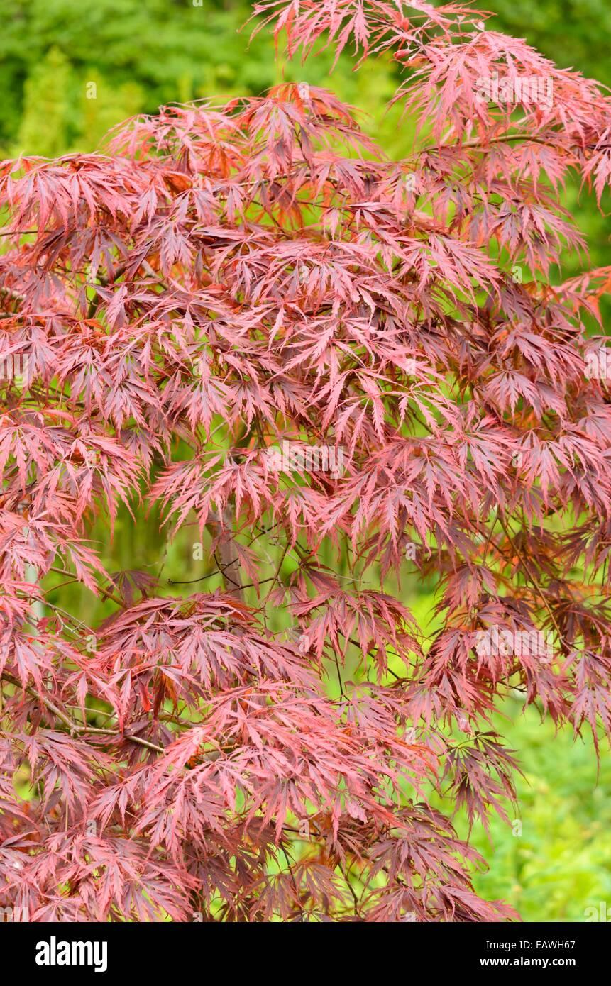 Acer Palmatum Dissectum Tamukeyama - View 9 from www redcrocus com