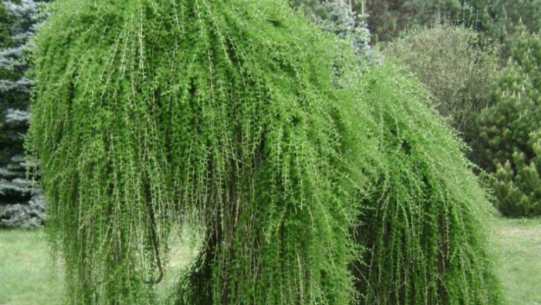 Larix Decidua Pendula Single Stem - View 12 from www redcrocus com