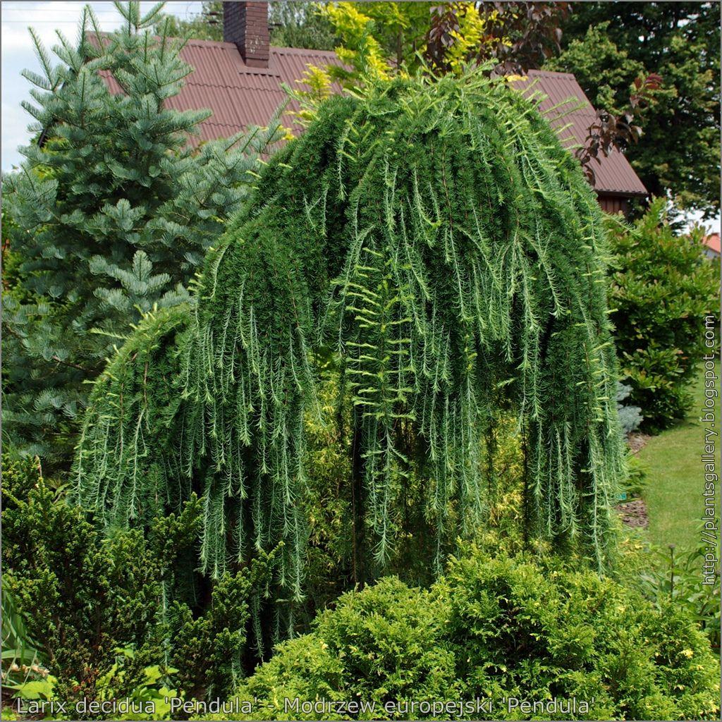 Larix Decidua Pendula Single Stem - View 13 from www redcrocus com
