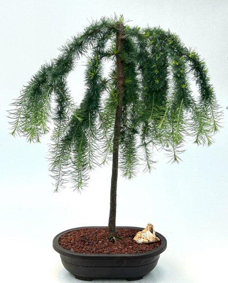 Larix Decidua Pendula Single Stem - View 14 from www redcrocus com