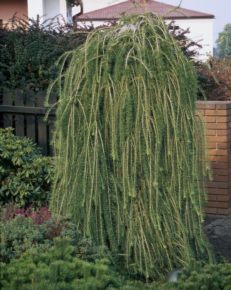 Larix Decidua Pendula Single Stem - View 15 from www redcrocus com