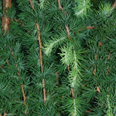 Larix Decidua Pendula Single Stem - View 16 from www redcrocus com