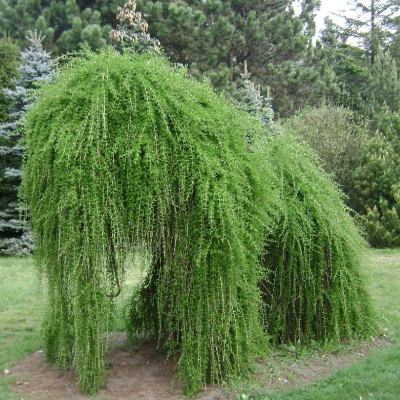Larix Decidua Pendula Single Stem - View 16 from www redcrocus com