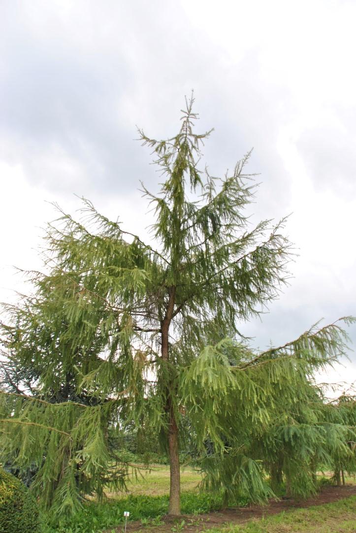 Larix Decidua Pendula Single Stem - View 2 from www redcrocus com