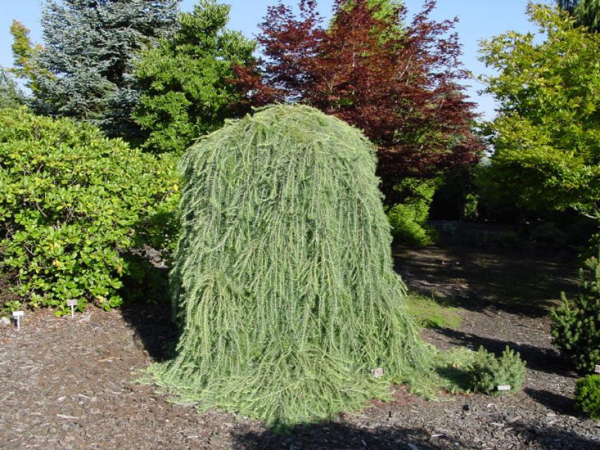 Larix Decidua Pendula Single Stem - View 3 from www redcrocus com